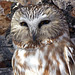 Northern Saw-whet Owl / Aegolius acadicus