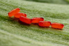 Lily Beetle Eggs (Lilioceris lilii)