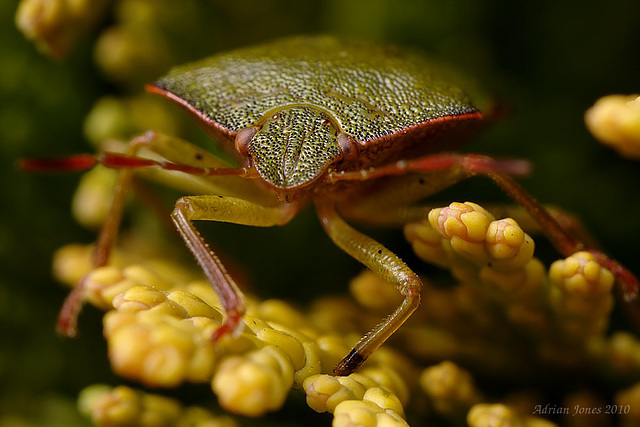 Shieldbug (Palomena prasina)