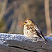 Fluffed-up Common Redpoll