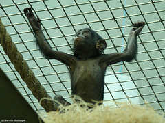 Bonobokind Lingoye (Wilhelma)