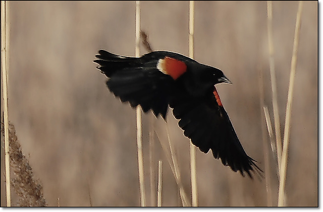 Red winged black bird *