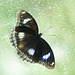 Common Eggfly / Hypolimnas bolina
