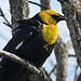 Yellow-headed Blackbird from the archives