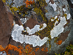Lichens from Marsden Creek, Kananaskis