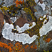 Lichens from Marsden Creek, Kananaskis