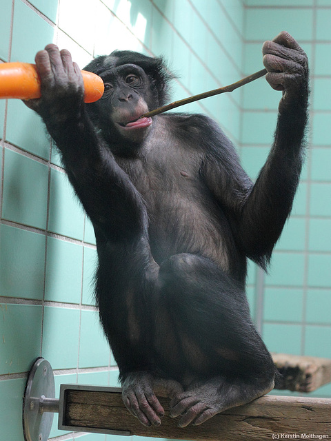 Bonobofrau Banbo (Wilhelma)