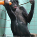 Bonobofrau Banbo (Wilhelma)