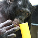 Bonobomann Zorba (Wilhelma)