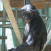 Bonobomann (Wilhelma)