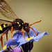 Nomada Bee (Nomada fulvicornis?)