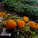 Orange Jelly Fungus