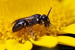 Bee, Hylaeus species