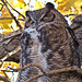 Back-to-back Great Horned Owls