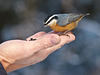 A bird in the hand is worth ...