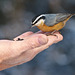 A bird in the hand is worth ...