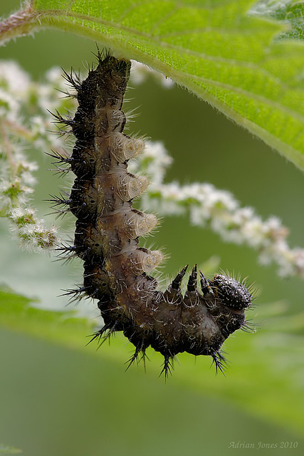 A Peacock Butterfly caterpillar ready to pupate.