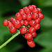 Beautiful Red Baneberry / Actaea rubra