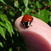 Am I a Ladybug?