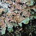 Hammered Shield Lichen / Parmelia sulcata