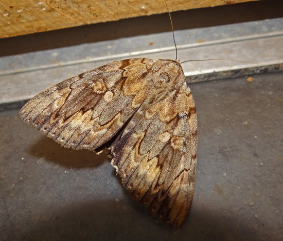 Nutmeg Moth (Anarta trifolii)