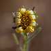 Bokeh Thursday: T is For Tarweed Blossom