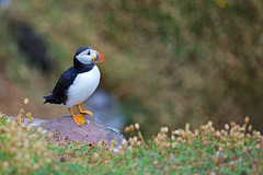 Puffin on a rock.