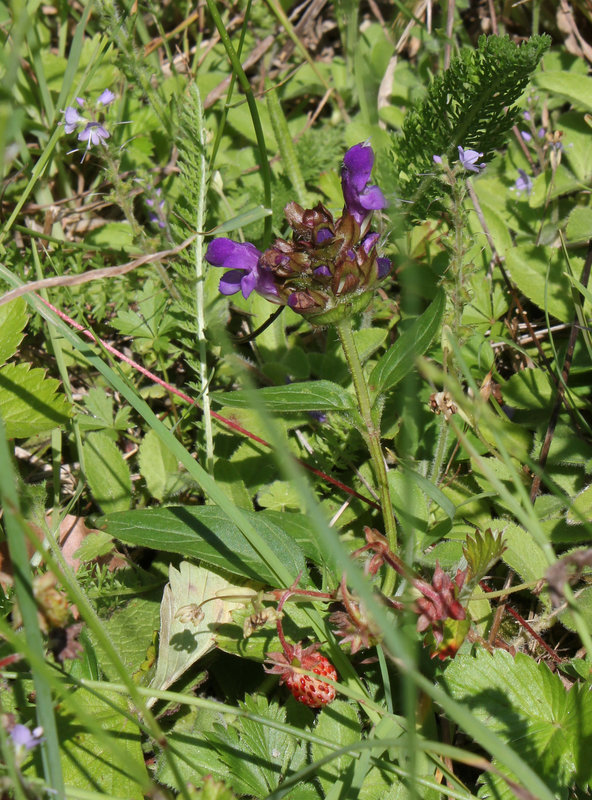 Prunella grandiflora- Brunelle à grande fleur (2)