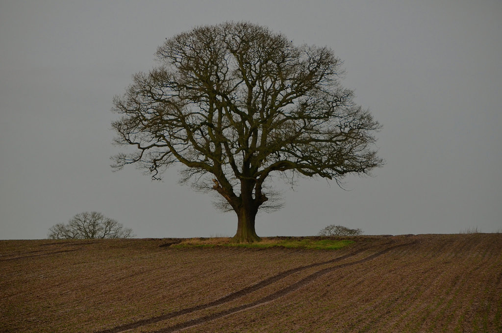 Lone Tree, Staffordshire
