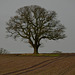 Lone Tree, Staffordshire