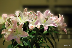 The scent of lilies filling the room...