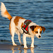 Jack Russell Clifford DSC08304-1