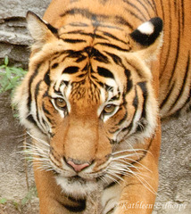 Malayan Tiger 111213 - Subspecies recognized in 2004