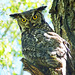 Owl with attitude