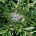 Cirsium eriophorum - Cirse laineux-002
