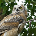 Older of the two owlets