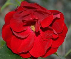 Rose rouge épanouie