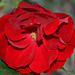 Rose rouge épanouie