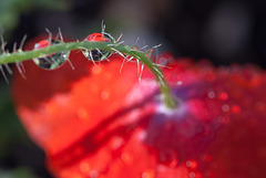 Droplets with Poppy Refraction and Bokeh