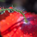 Droplets with Poppy Refraction and Bokeh