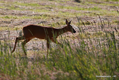 Roe Deer Doe looking for the barking buck!