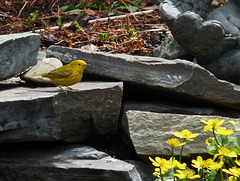 Yellow Warbler in a garden paradise
