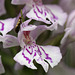 Moth Playing in the Orchids