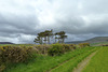 Isle of Man 2013 – Clouds & trees