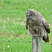 Great Gray Owl with prey