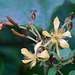 20081011-0483 Erinocarpus nimmonii J.Graham