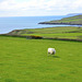 Isle of Man 2013 – Sheep