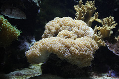 Koralle (Wilhelma)
