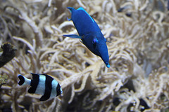 Blauer Vogelfisch und Vierbinden-Preußenfisch (Wilhelma)