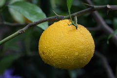 Zitrusfrüchte: Citrus (Wilhelma)